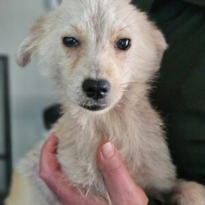 FIDO (♂) - auf PS im PLZ Bereich 33 (NE) *ausgereist* - vermittelt