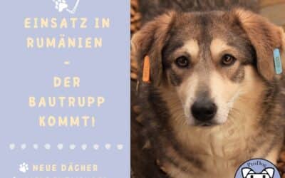 Spendenaktion zum Baueinsatz in Bucov 🏡 ⚒️ 🐶