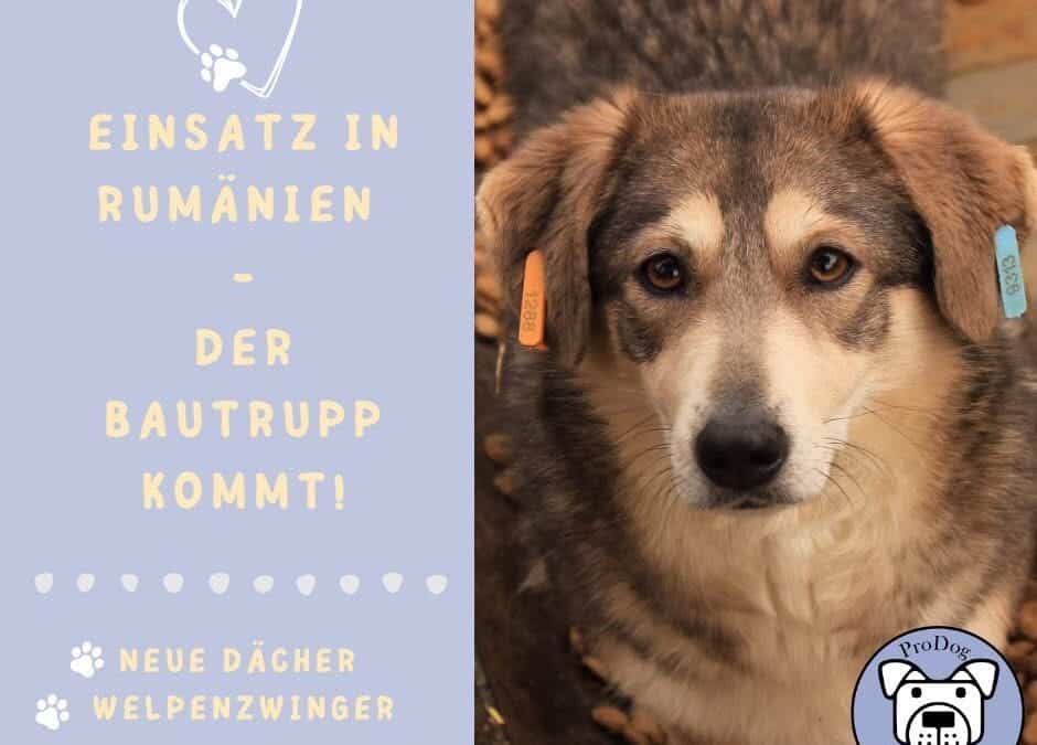 Spendenaktion zum Baueinsatz in Bucov 🏡 ⚒️ 🐶