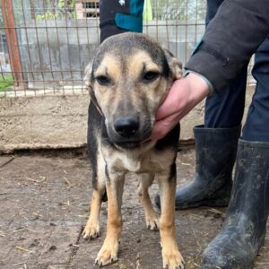 MERLE (♀) - ausgereist zu Step by Paw (AL)