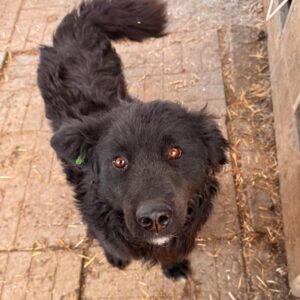 WILL (♂)  - ausgereist zu Tiere in Not Odenwald e.V. (PM)