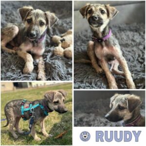 RUUDY (♂) 91438 Bad Windsheim - vermittelt