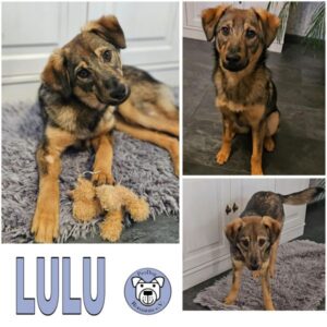 LULU (♀) in 56637 Plaidt - vermittelt