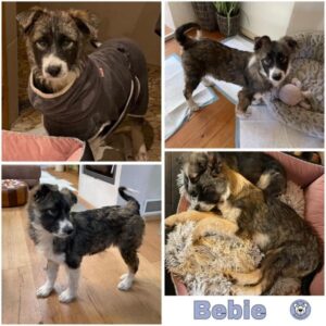 BEBIE (♀) in 54518 Rivenich - vermittelt