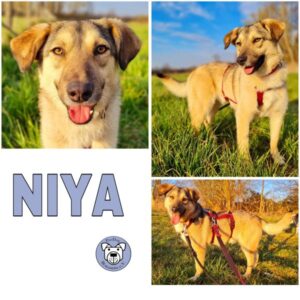 NIYA (♀) in 64846 Groß-Zimmern - vermittelt