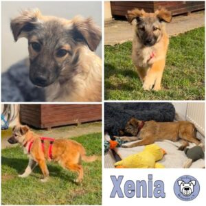 XENIA (♀) 76477 Elchesheim-Illingen - vermittelt
