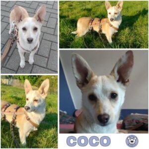 COCO (♀) in 46539 Dinslaken - vermittelt