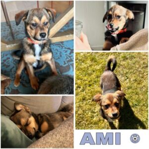 AMI (♀) in 61479 Glashütten - vermittelt