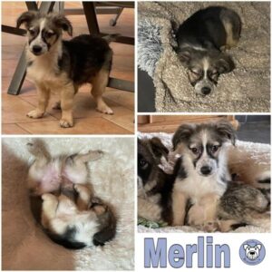 MERLIN (♂) in 54518 Rivenich - vermittelt