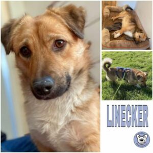 LINECKER (♂) in 42799 Leichlingen - vermittelt