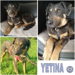 YETINA (♀) 46539 Dinslaken
