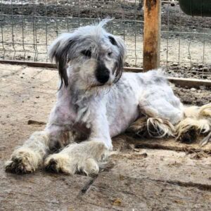 SKYLAR (♀) - ausgereist zum Tierheim Gifhorn