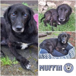 MUFFIN - Gnadenplatzhund seit dem 18.04.2025