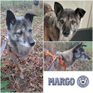MARGO - Gnadenplatzhund seit dem 18.01.2025