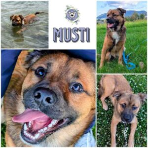 MUSTI (♂) in 78333 Stockach