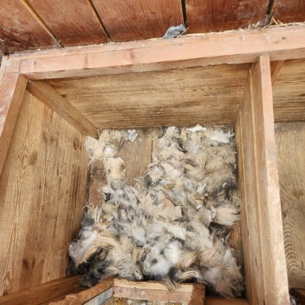 SKYLAR (♀) - ausgereist zum Tierheim Gifhorn – Bild 3