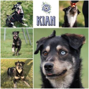 KIAN (♂) in 08058 Zwickau - vermittelt