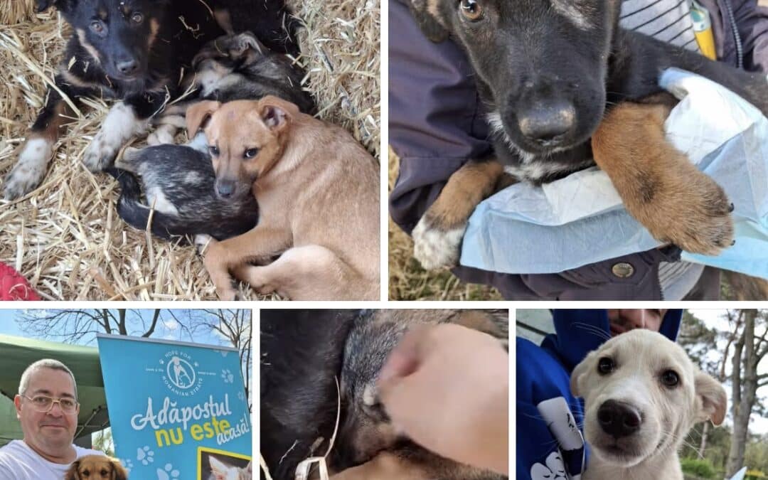 Erfolgreiche Werbung für die Adoption von Straßenhunden in Rumänien 🐶🇷🇴