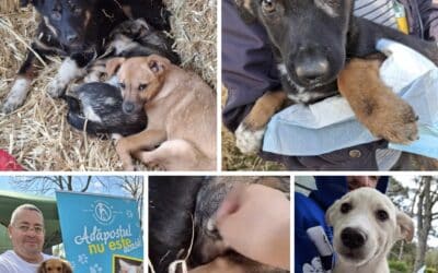 Erfolgreiche Werbung für die Adoption von Straßenhunden in Rumänien 🐶🇷🇴