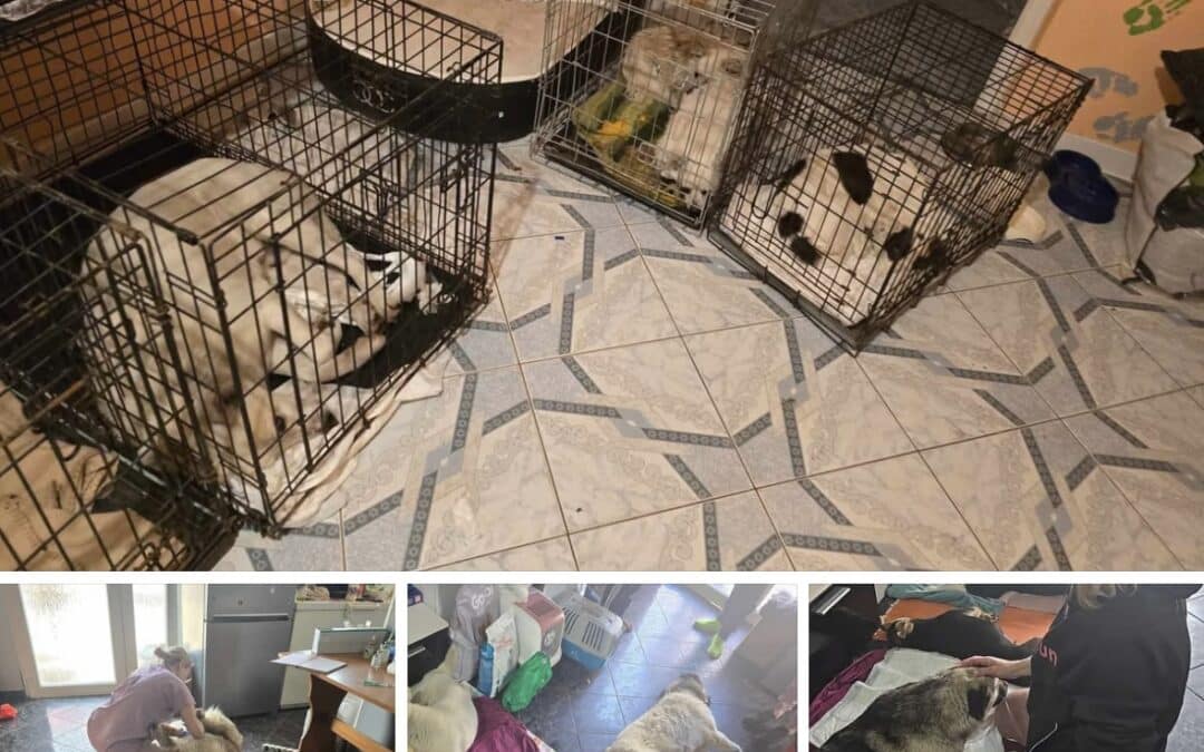 Kastrationstag in Susani: 45 Hunde & Katzen kastriert 🇷🇴🎉🙌