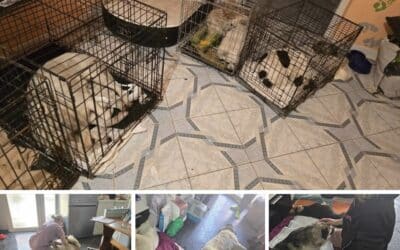 Kastrationstag in Susani: 45 Hunde & Katzen kastriert 🇷🇴🎉🙌