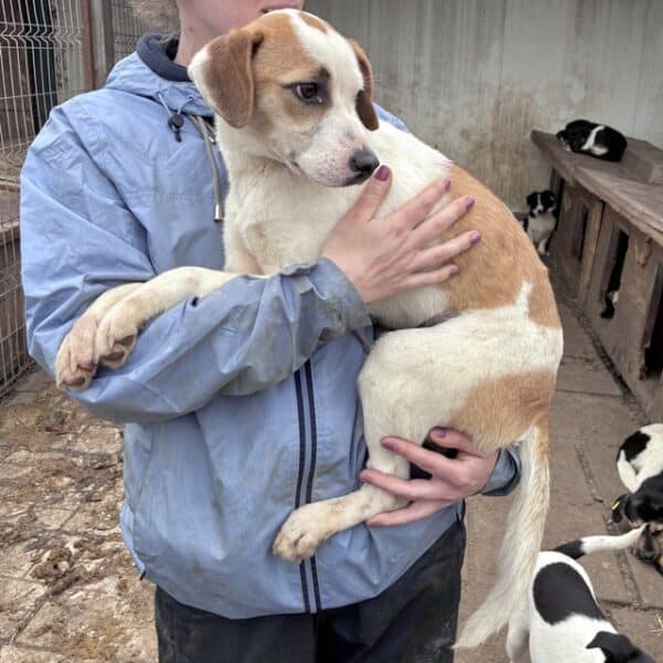 TETI (♀) - ausgereist zu Tiere in Not Odenwald e.V. (PM) – Bild 6