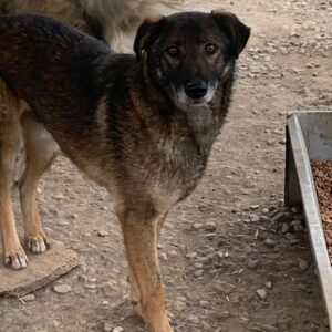 ARPAD (♂)