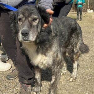 WISDOM (♂) - als GPH auf PDR PS (MH)