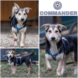 Commander (♂) in 52372 Kreuzau - vermittelt