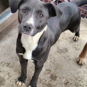 COCOON (♀) - evtl. AmStaff-Mix, Vermittlung nur AT