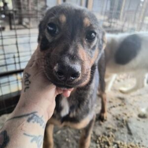 AIVY (♀) - ausgereist zur Tierhilfe Lebenswert DR 14.06.25