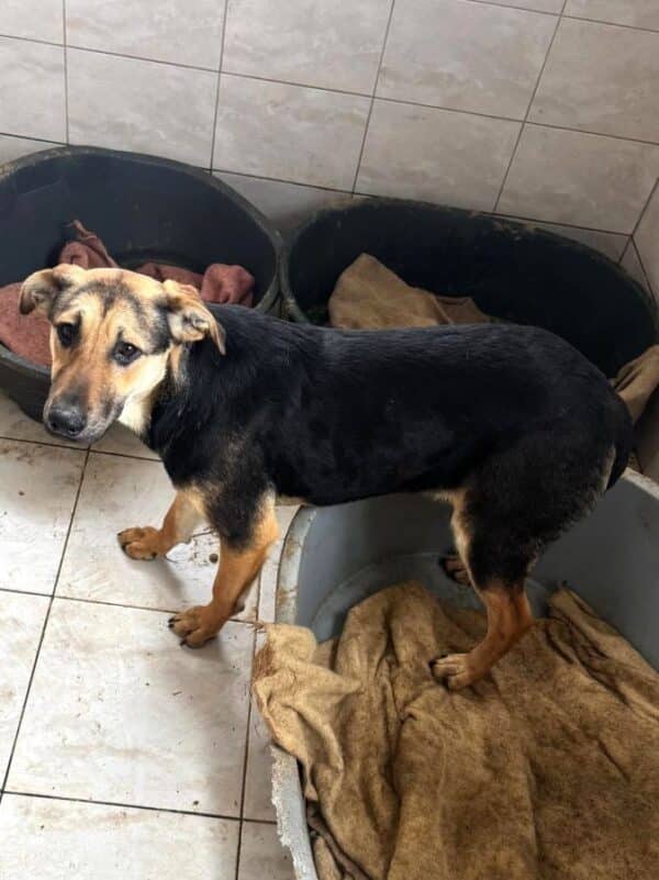 BRANDY (♂) -  kommt nicht ans Futter - hat es schwer im Kennel (09/25) – Bild 7