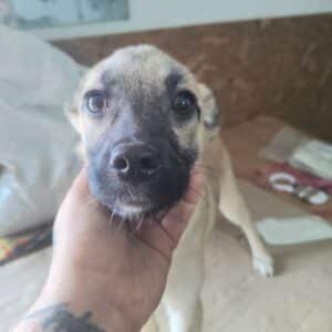 MASHA (♀) - ausgereist zur Tierhilfe Lebenswert DR 27.06.25