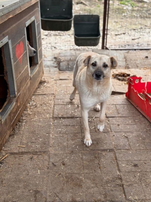 ISABELL (♀) – Bild 2
