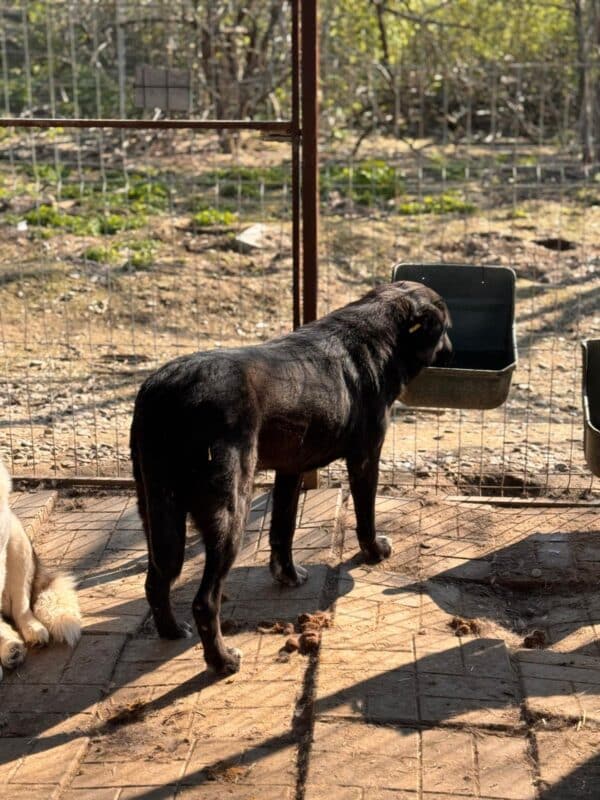 LANIE (♀) – Bild 4