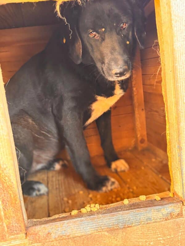 LANIE (♀) – Bild 5