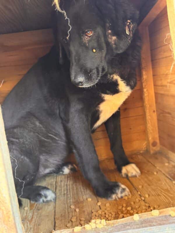 LANIE (♀) – Bild 2