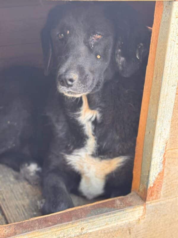 LANIE (♀) – Bild 3