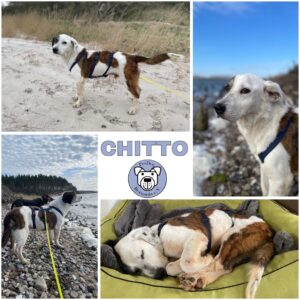 CHITTO (♂) in 18510 Wittenhagen - vermittelt
