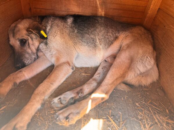 CALIAN (♂) - RBB 08/25 – Bild 4