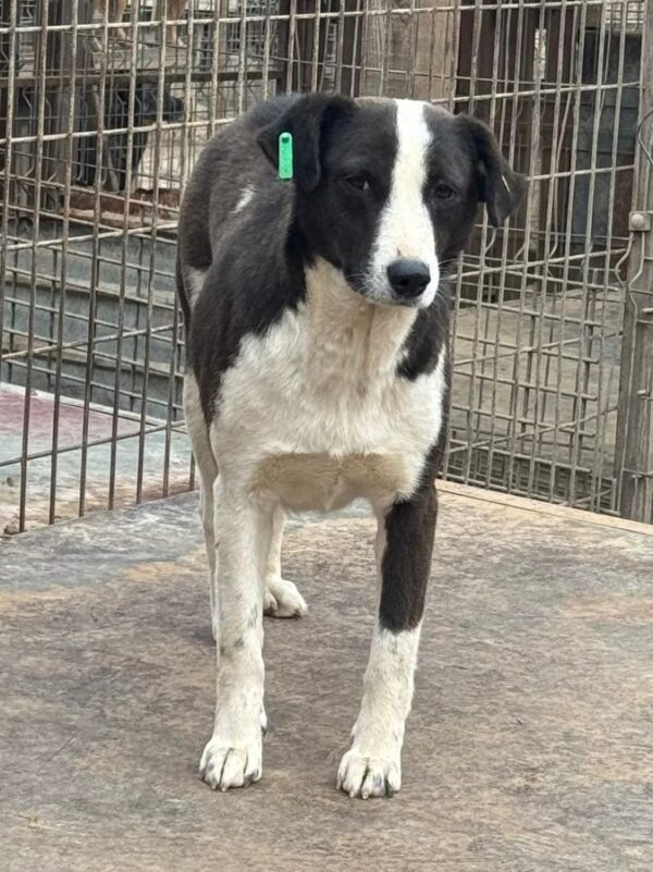 WILLA (♀) – Bild 2