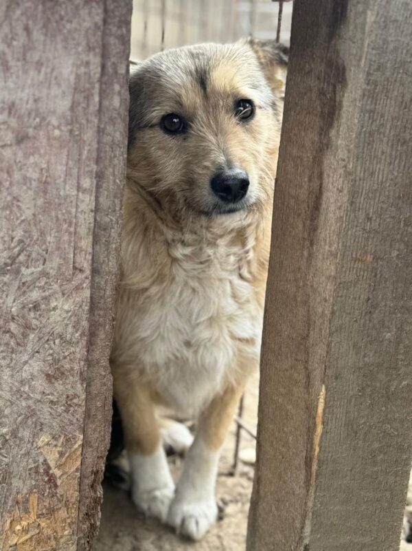 PÜPPY (♀) – Bild 4