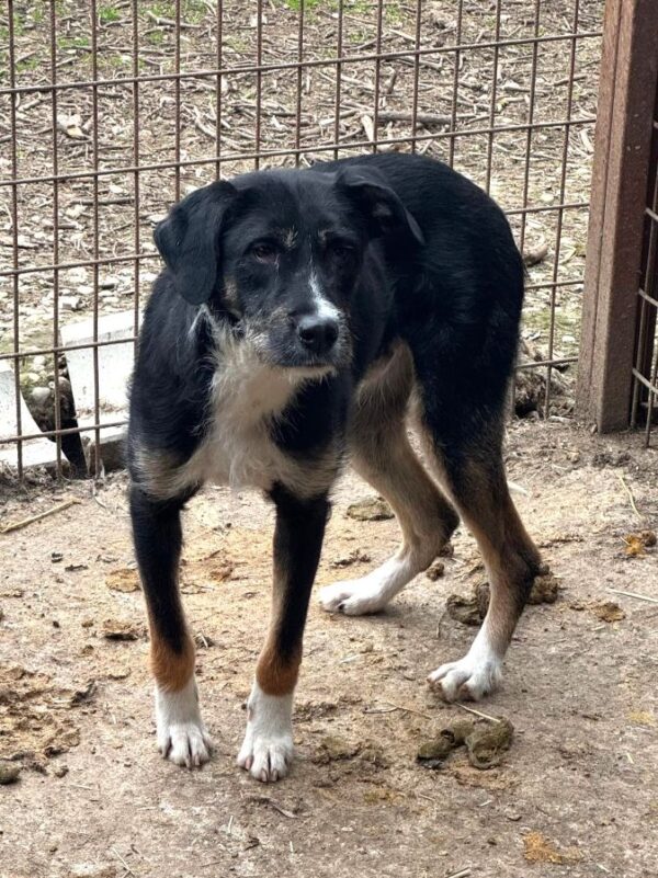 TOMMES (♂) – Bild 4