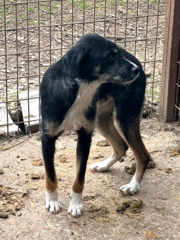 TOMMES (♂) – Bild 3