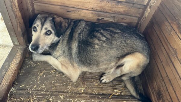 SIARA (♀) – Bild 2