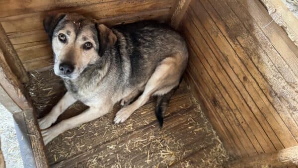 SIARA (♀) – Bild 3