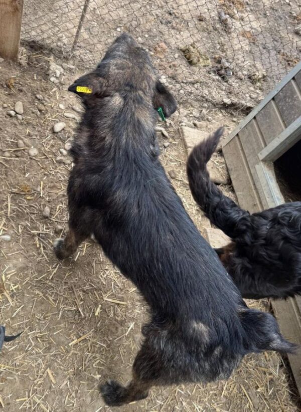GRIZZLY (♂) – Bild 3