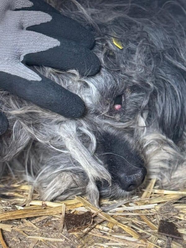 CUDDLES (♂) - auf PS im PLZ Bereich 18 (NE) - vermittelt – Bild 4