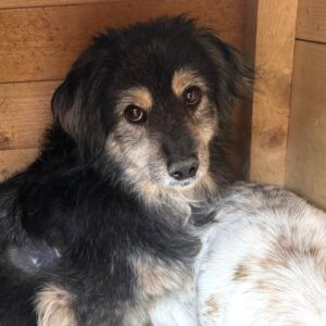 JEPPE (♂) - ausgereist zu Tiere in Not Odenwald (PM)