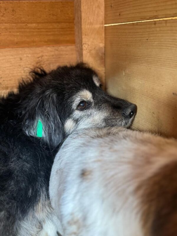 JEPPE (♂) - ausgereist zu Tiere in Not Odenwald (PM) – Bild 4